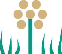 plantes_compagnes_colza